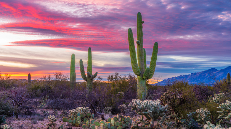 Arizona sunset