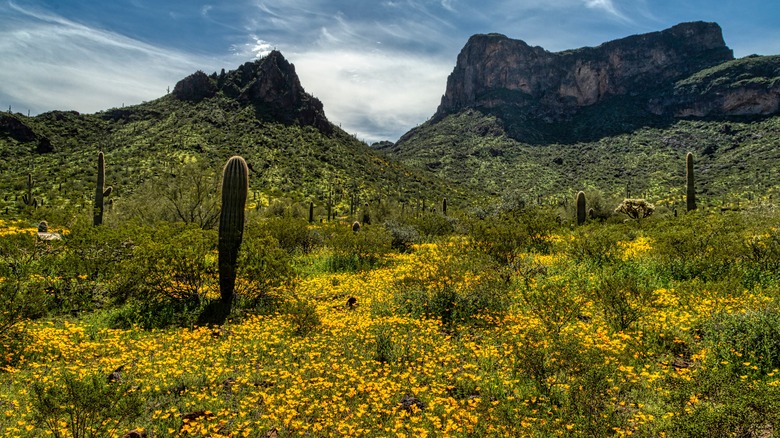 spring wildflowers at Picacho Peak