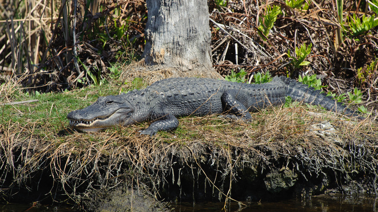 alligator on Alligator Alley