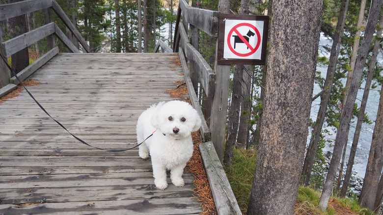 dog on park boardwalk