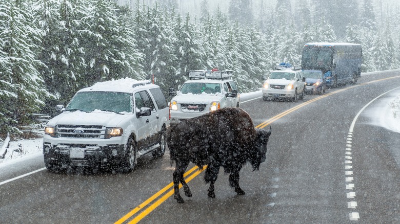 bison snow road yellowstone