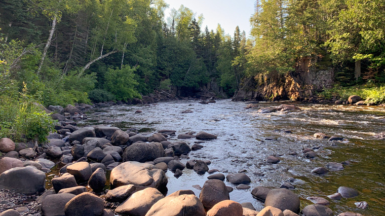 river cutting through forest