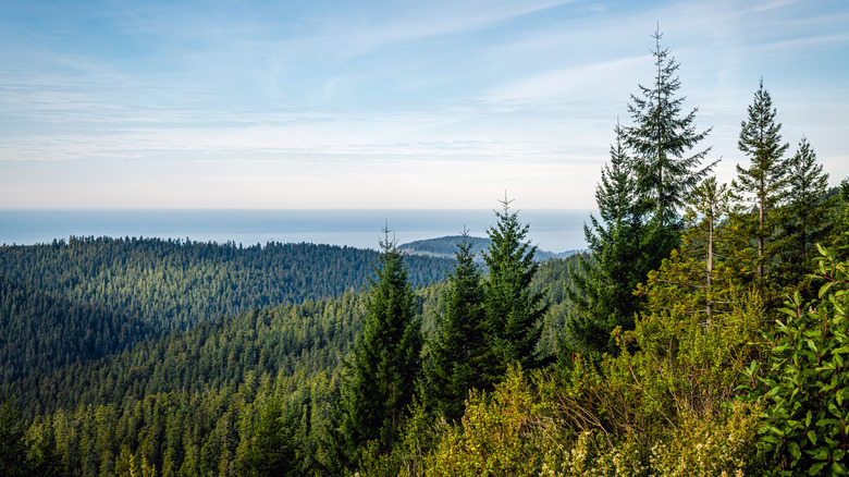 The tops of trees in Redwood National Park