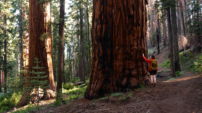 A woman hiking alongside redwood trees