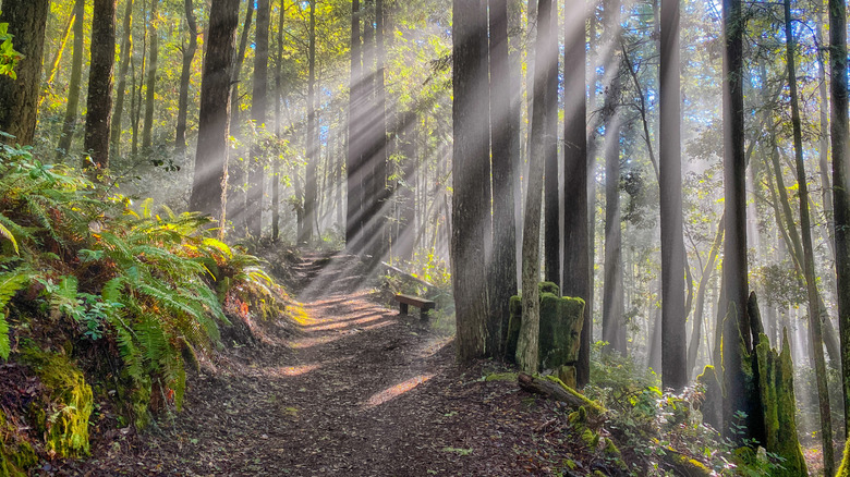 Sun shining through trees on a trail in a redwood forest