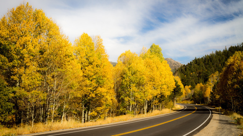 Aspens near the highway along Carsons Pass