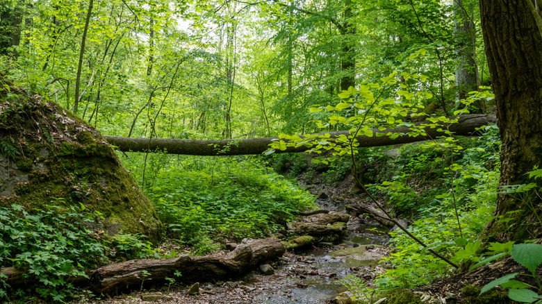 Salt Fork State Park near Cambridge, Ohio