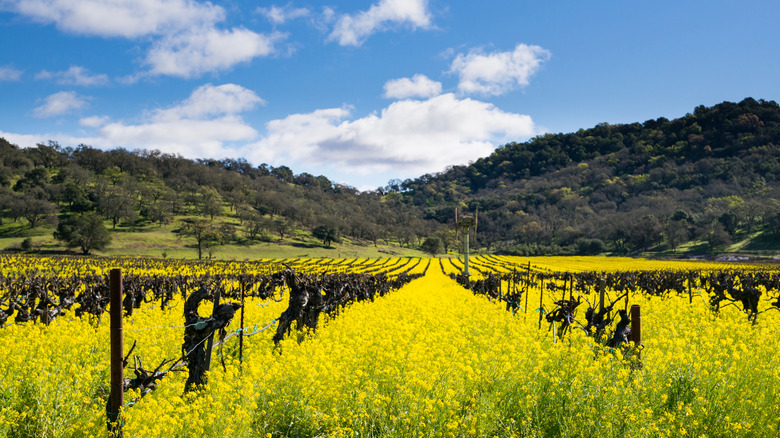 Vineyard in Napa Valley on a clear day