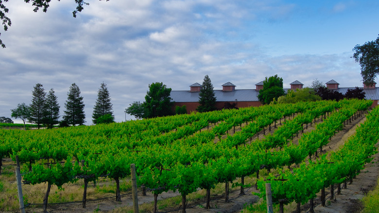 Green vineyard in Oakville, California