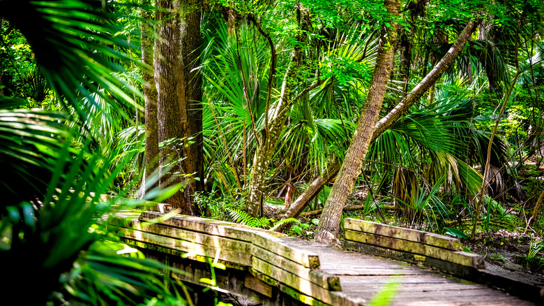 A boardwalk through Paynes Prairie Preserve State Park