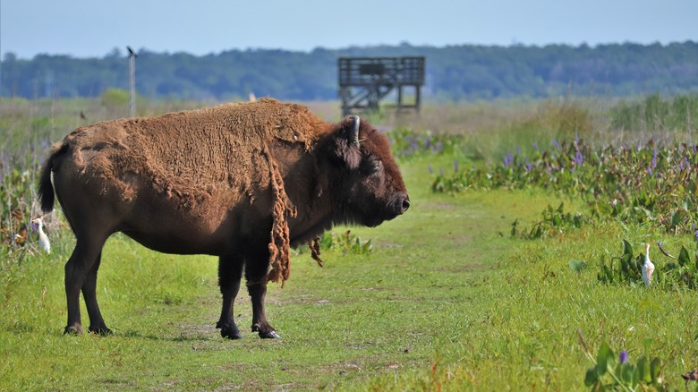 Bison at Paynes Prairie Preserve State Park