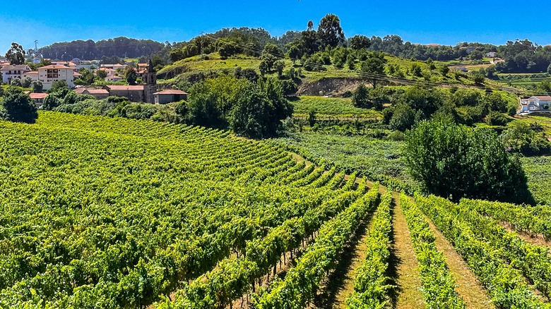 Vineyard in the Vinho Verde region of Portugal