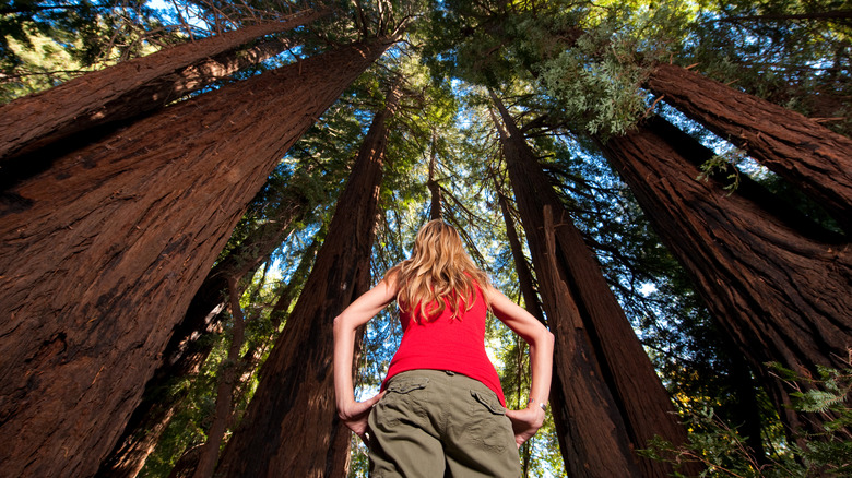 towering California redwoods