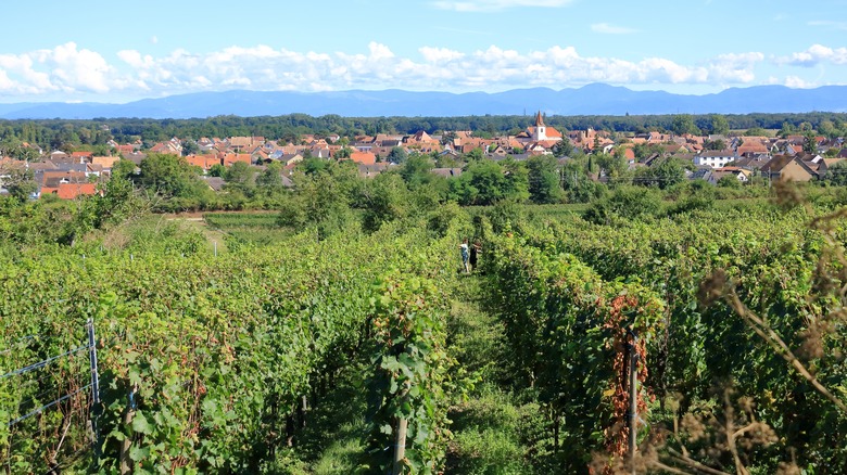 A vineyard near Colmar, France