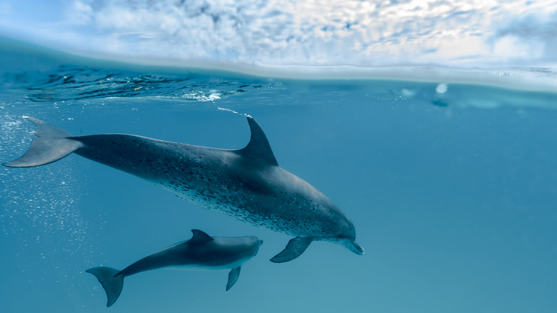 wild dolphin and baby caribbean