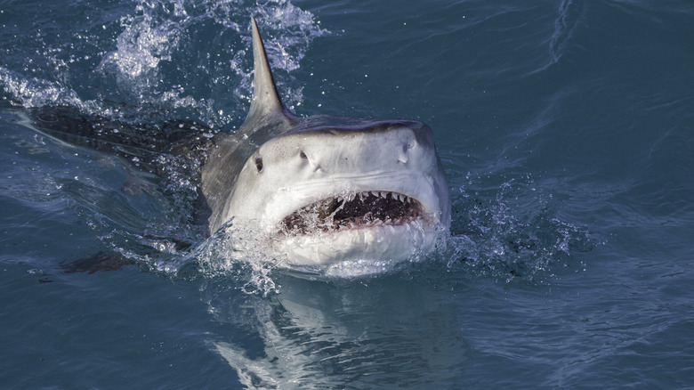 Tiger shark swimming