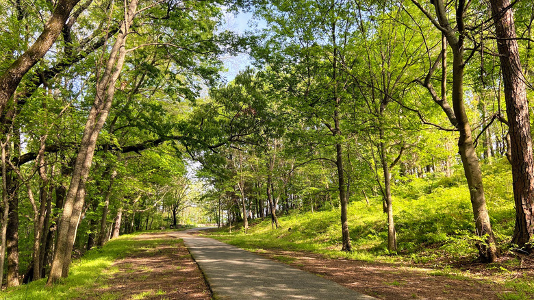 road through wooded forest