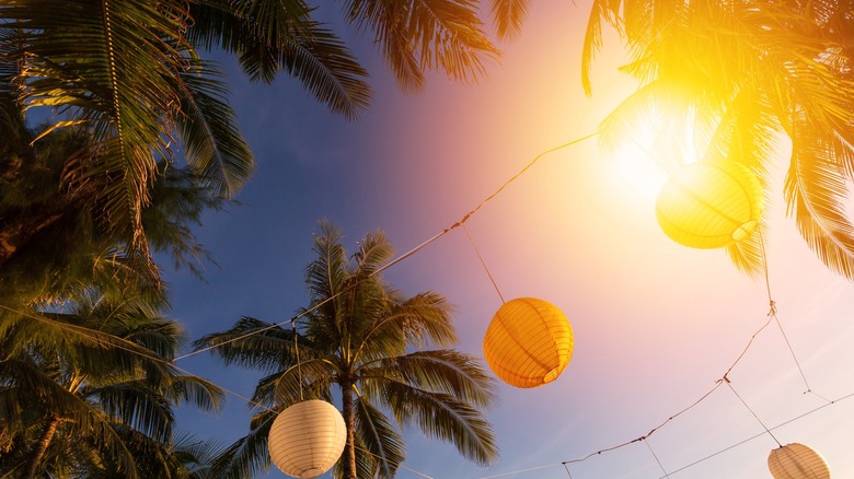 low angle palm trees lights