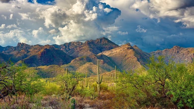 The Santa Catalina Mountains, Arizona