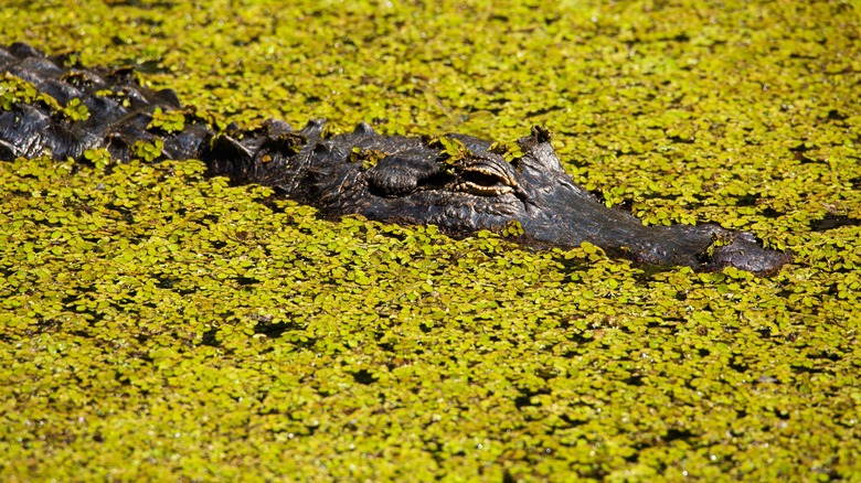 Alligator at the Audubon Corkscrew Swamp Sanctuary