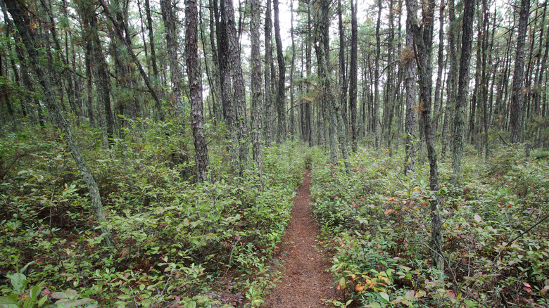 Pine Barrens