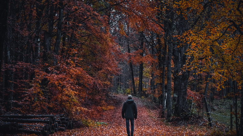 Hiker alone in a spooky wood