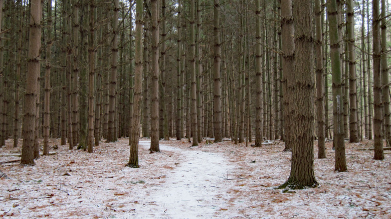 Snow covered norton creek trail