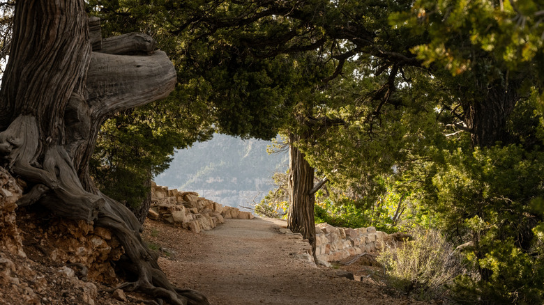 Path down the Transept Trail