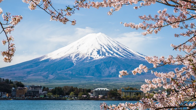 Mount Fuji framed by cherry blossoms