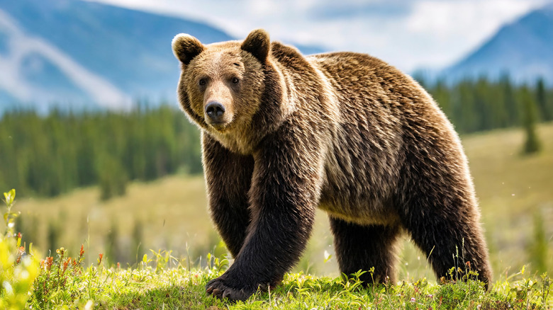 A brown bear sighted in Alaska