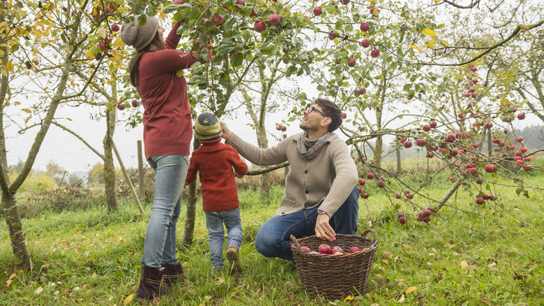 Family picking apples in an orchard