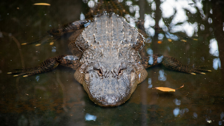 Alligator resting in shallow water