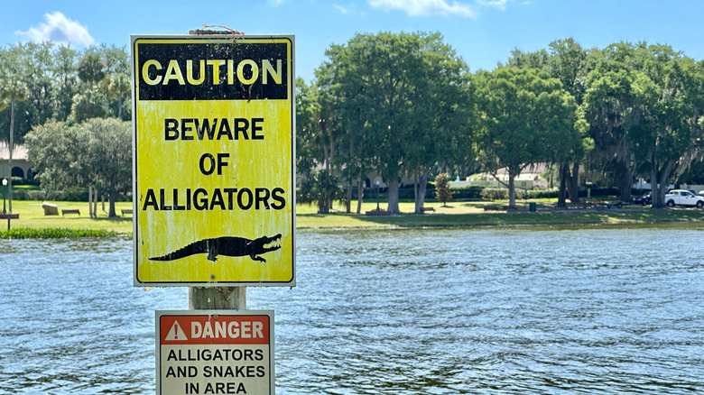 Sign warning about alligators in the water