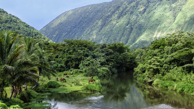 Horses roaming by a river in the lush Waipi'o Valley