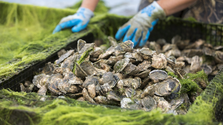 Someone harvesting fresh oysters in their shells