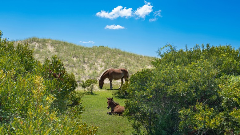 Horses grazing on Shackleford Banks with sand dunes in the background