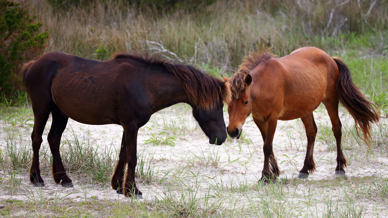 Wild horses on Shackleford Banks