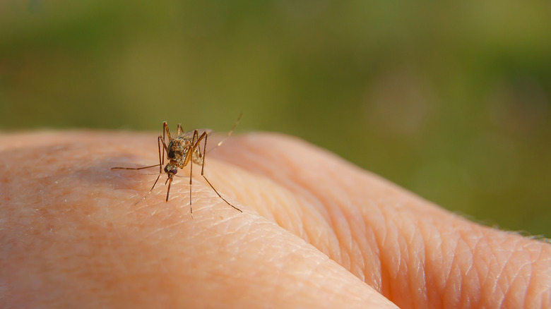 mosquito biting hand