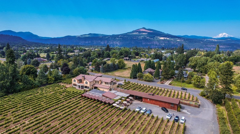 Rolling vineyards in Columbia River Gorge