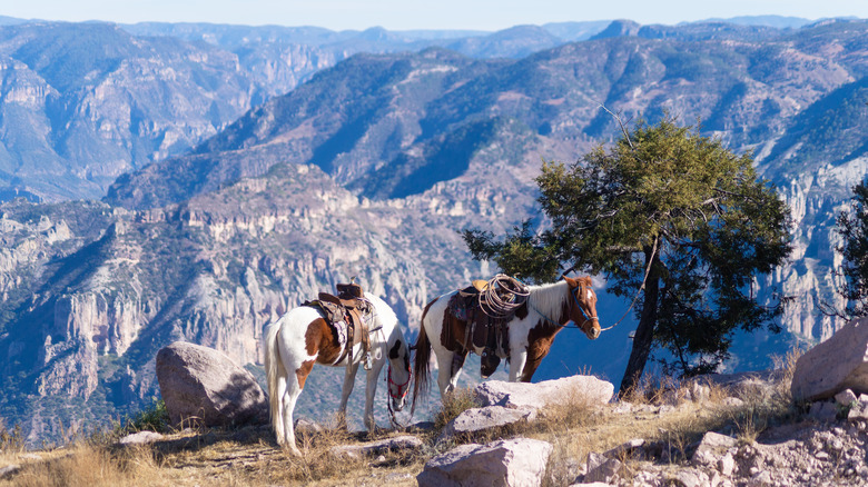 Horses resting in Copper Canyon, Mexico