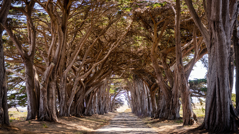 Cypress Tree Tunnel in Point Reyes National Seashore, California, close to Tomales Bay