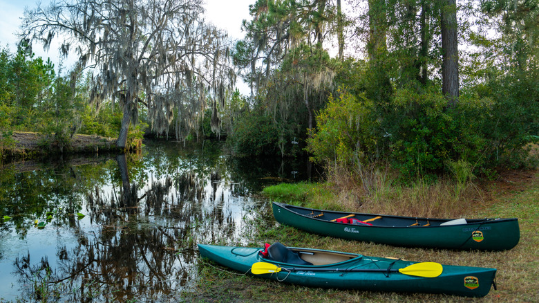 Kayaks and canoes on the edge of the swamp