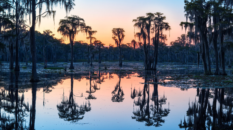 Sunrise at the Okefenokee Swamp