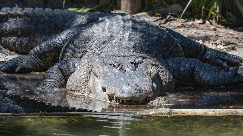 American alligator in Okefenokee Swamp