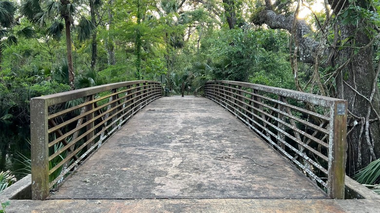 A bridge over a creek in a dense forest