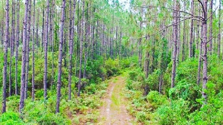 A dirt road winds through woodlands near Perry, FL