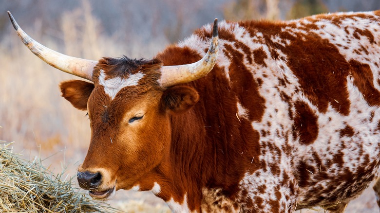 Texas Longhorn eating hay in Palo Duro Canyon