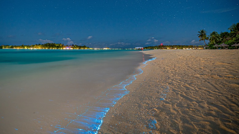 Bioluminescence on the beach in the Maldives