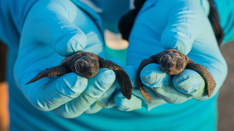 Gloved hands holding two South Padre Island sea turtle hatchlings