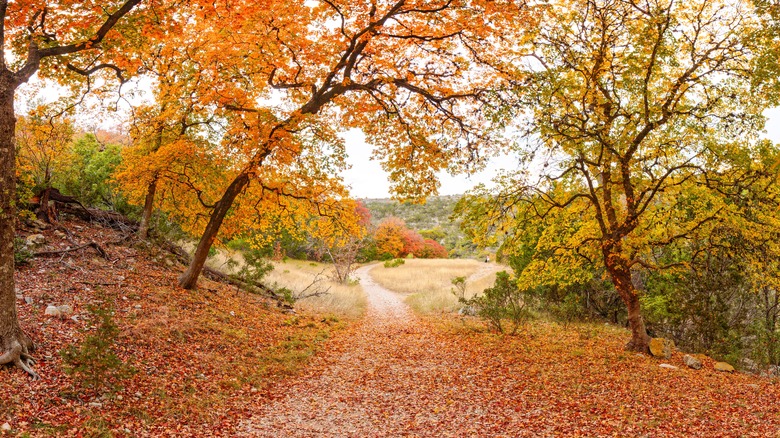 fall foliage in Texas park